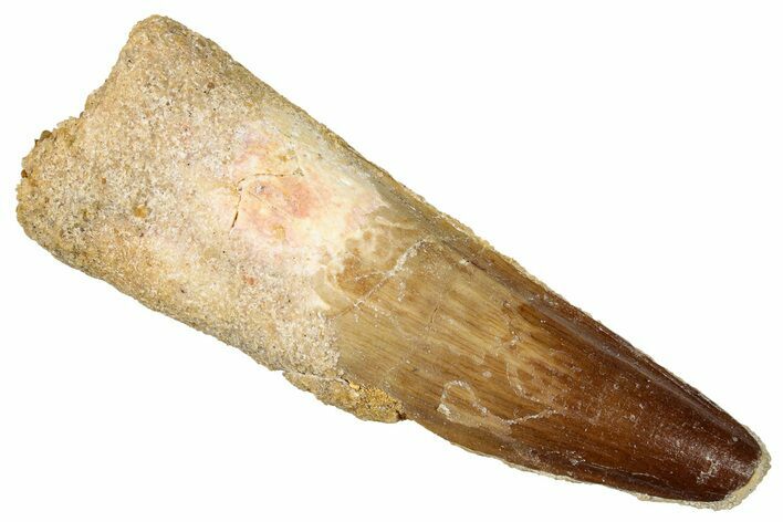 Real Fossil Spinosaurus Tooth - Huge Dinosaur Tooth #276380